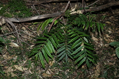 Ailanthus triphysa