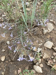 Ipomopsis multiflora