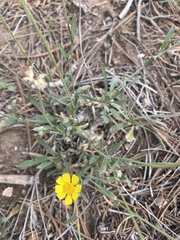 Tetraneuris argentea