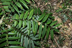 Ailanthus triphysa