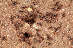 Pogonomyrmex rugosus