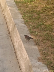 Zonotrichia capensis