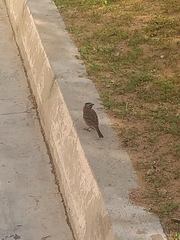 Zonotrichia capensis