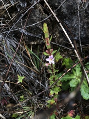 Lythrum maritimum