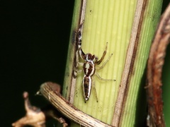 Hentzia grenada