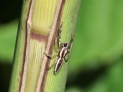 Hentzia grenada