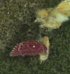 Eriococcus pohutukawa
