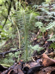 Phlegmariurus hippurideus