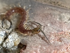 Hemiscolopendra marginata