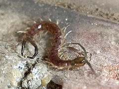 Hemiscolopendra marginata