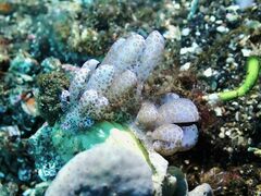 Phyllodesmium longicirrum