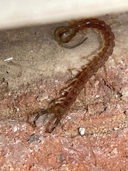 Hemiscolopendra marginata