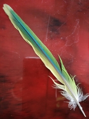Psittaculidae