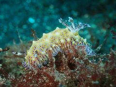 Halgerda elegans