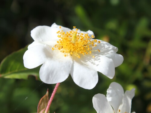 Immergrüne Rose