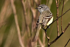 Serpophaga subcristata