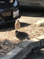 Nycticorax nycticorax