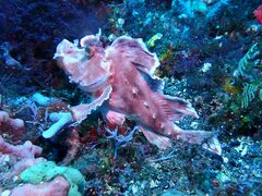 Rhinopias eschmeyeri