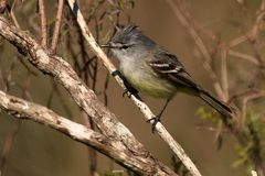 Serpophaga subcristata