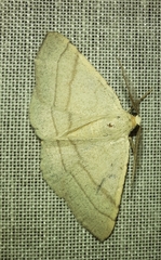 Adactylotis gesticularia