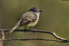 Serpophaga subcristata