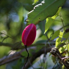 Epiphyllum phyllanthus