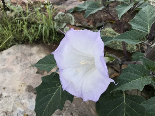 Datura wrightii