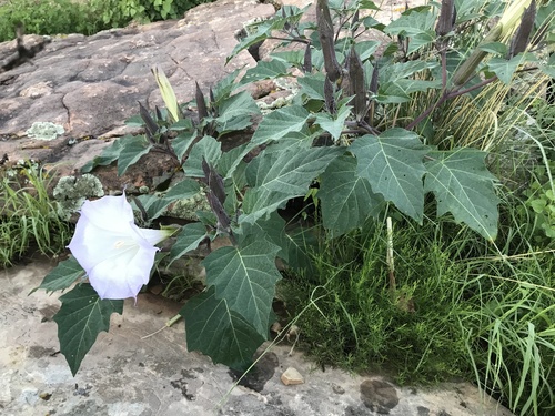 Datura wrightii