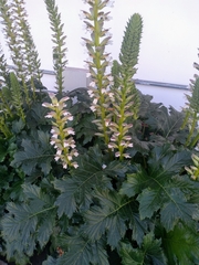 Acanthus mollis