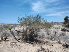 Forchhammeria watsonii