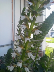 Acanthus mollis