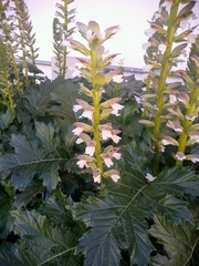 Acanthus mollis