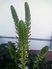 Acanthus mollis