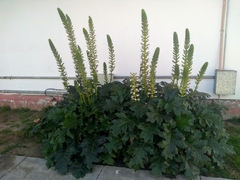 Acanthus mollis