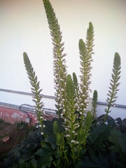 Acanthus mollis