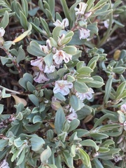 Polygonum shastense