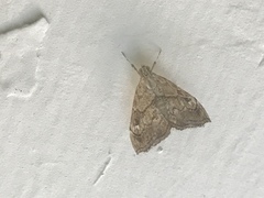 Scybalistodes periculosalis