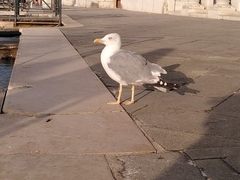 Larus michahellis