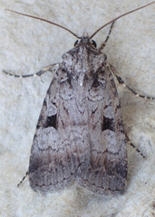 Feltia geniculata