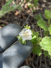 Phacelia viscida albiflora