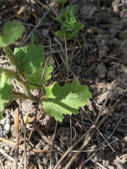 Phacelia viscida albiflora