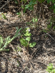 Phacelia viscida albiflora