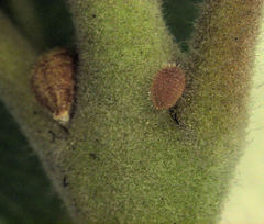 Eriococcus pohutukawa