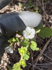 Phacelia viscida albiflora