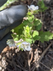 Phacelia viscida albiflora