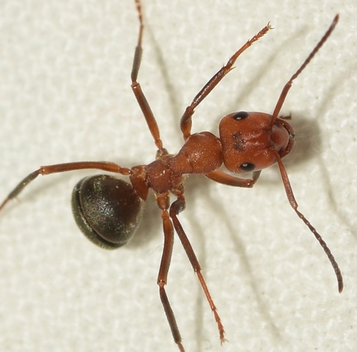 Formica frontalisFormica frontalis