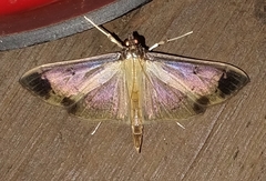 Eulepte concordalis