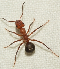 Formica frontalis