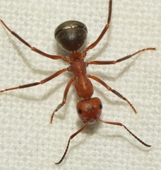 Formica frontalis