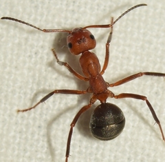 Formica frontalis